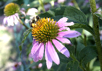 20050807beeconflower.jpg