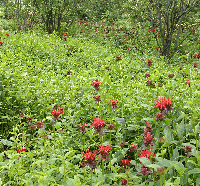 20060701_beebalm.jpg