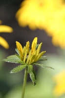 rudbeckia_opening.jpg